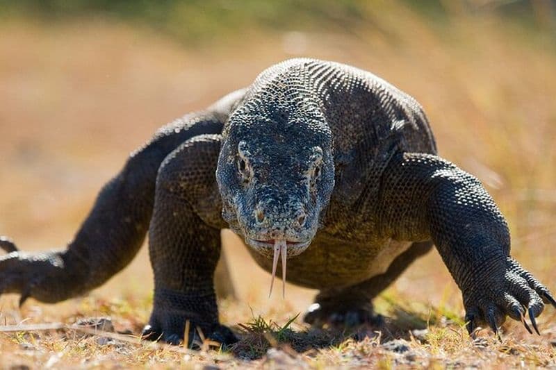 Billet Visite quotidienne de l'île de Komodo en bateau à moteur