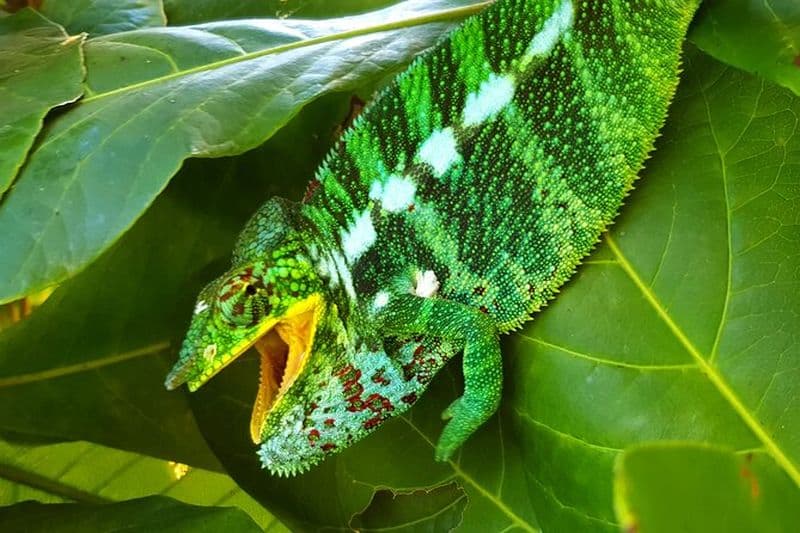 Billet Randonnée d'une journée dans la jungle à Nosy Komba (île des lémuriens) avec le sanctuaire des lémuriens noirs