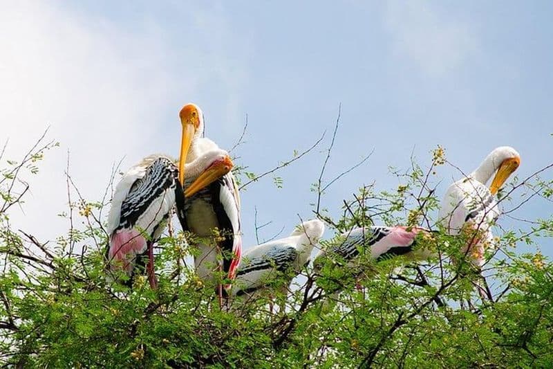 Excursion privée de 7 jours dans le triangle d'or avec sanctuaire d'oiseaux