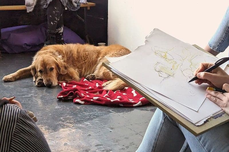 Dessin de vie de chien à Bristol