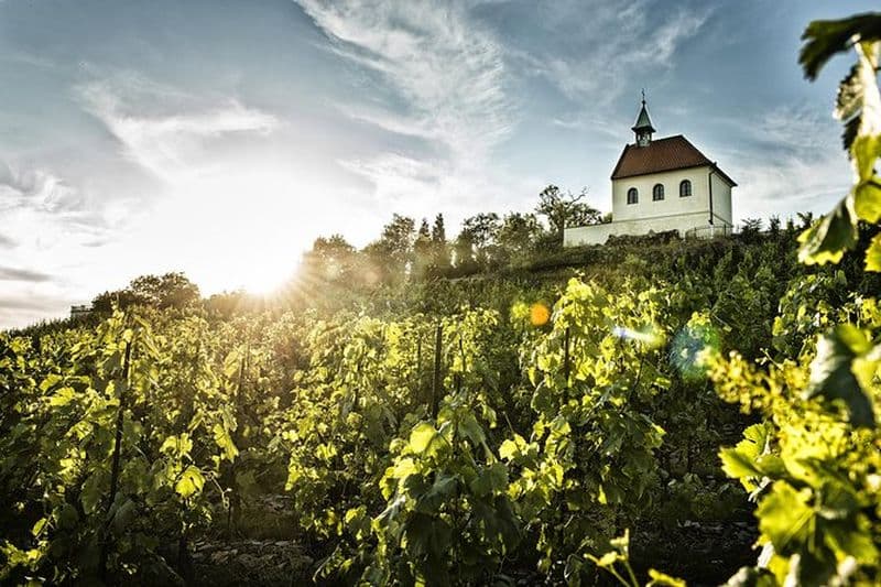 Visite privée des vignobles cachés de Prague