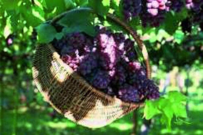 Dégustation de vins à Monemvasia avec transfert