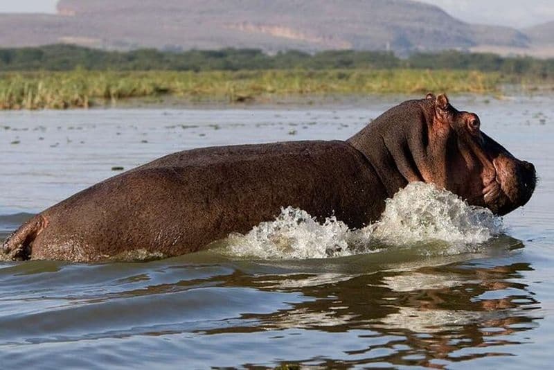 Safari de 5 jours dans le Masai Mara, le lac Nakuru et le budget de Naivasha