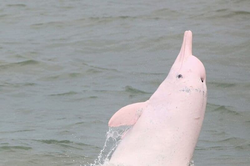 Billet Visite d'observation des dauphins à Hong Kong