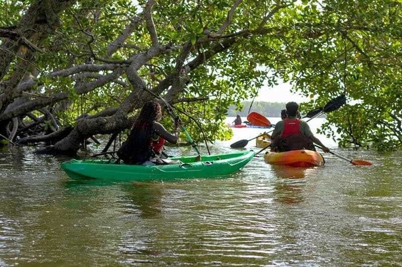Mangrove de Mida creek Aventure en kayak à Watamu, Kenya