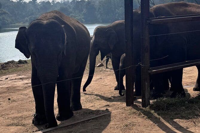 Billet Wild Life Jeep Safari Tour à Bannerghatta avec transfert privé