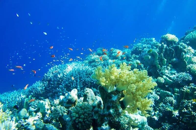 Aventure à la voile ! Contoy et Isla Mujeres de Playa Del Carmen