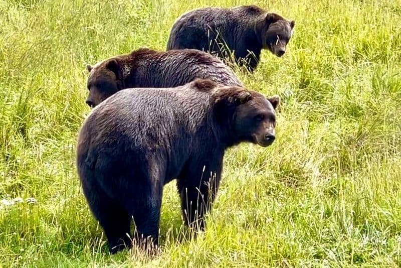 Visite de dégustation d'ours et de bières hors du mouillage