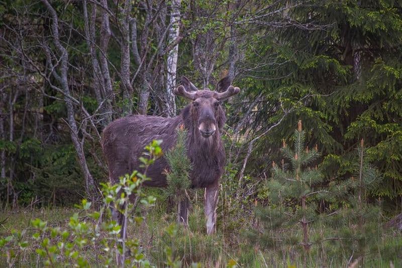 Billet De Helsinki : Safari avec feu de camp