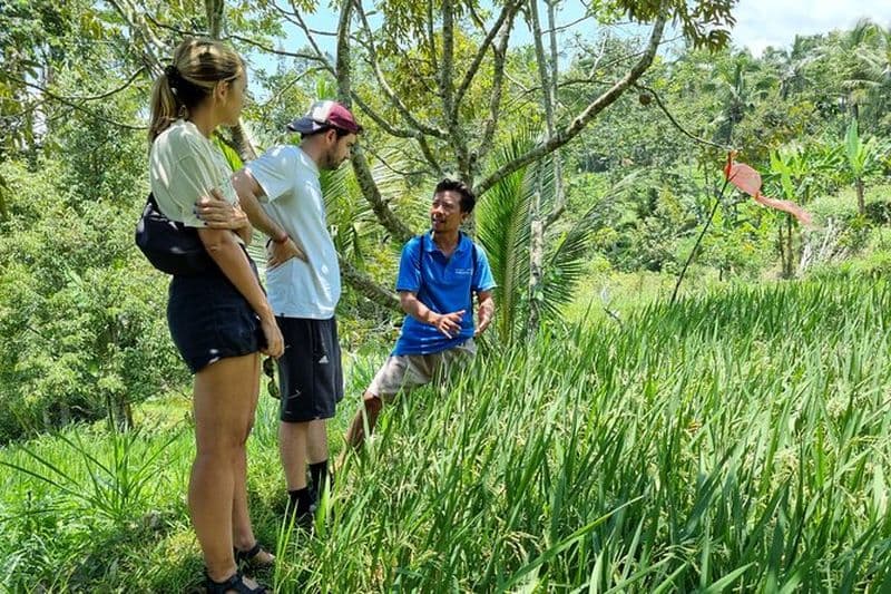 Meilleure visite à pied de la terrasse de riz de Lombok avec cascade et singe