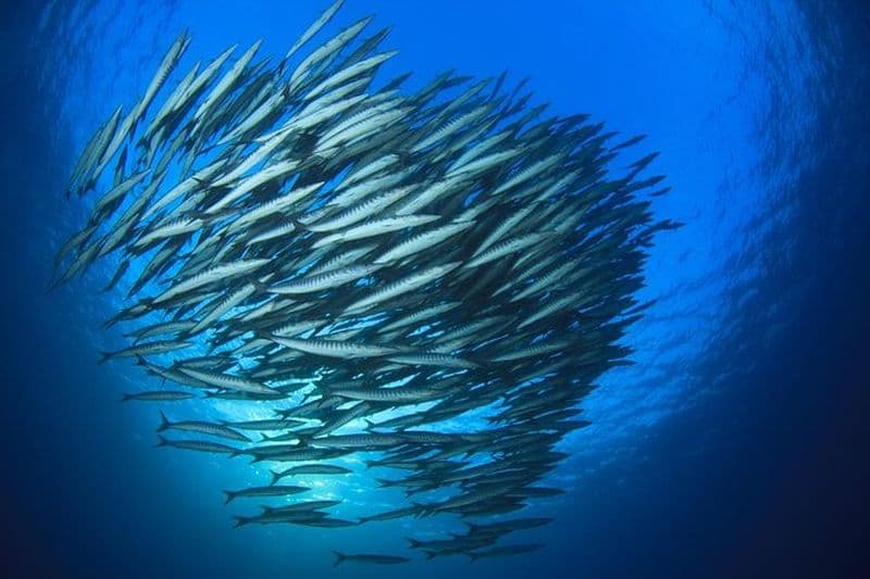 Voyage de plongée Chumphon Pinnacle-Koh Tao 2 pour plongeurs certifiés
