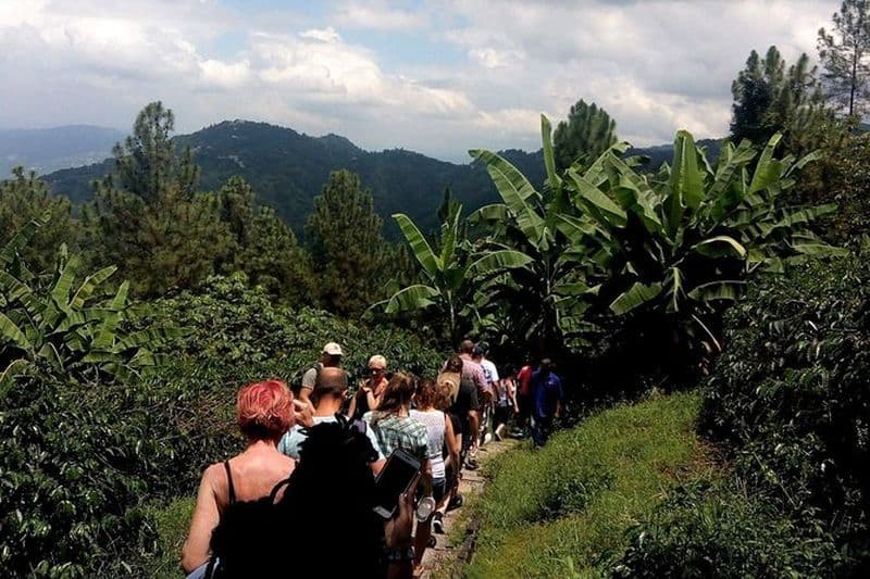 Billet Dégustation de café et visite de la ferme de Craighton Blue Mountain à partir du port de croisière de Port Royal