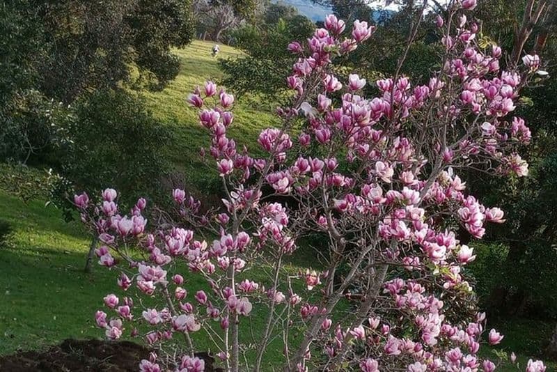 Billet Cours de cuisine sur la Sunshine Coast de Witta Maleny