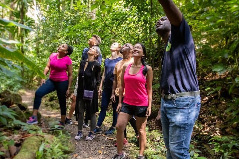 Randonnée guidée en forêt tropicale sur le sentier Jacquot – Castries, Sainte-Lucie