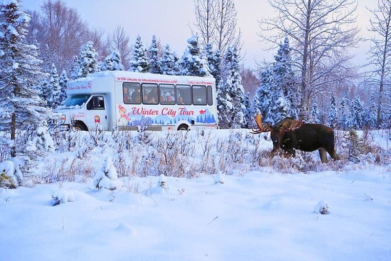 Billet Anchorage's Winter City Tour = Échantillons + Arrêts + WildLife