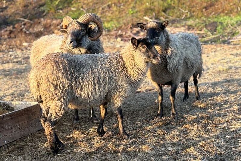 Farm Adventure – Animaux, VTT et Pain Bâton – Tout en un seul endroit!