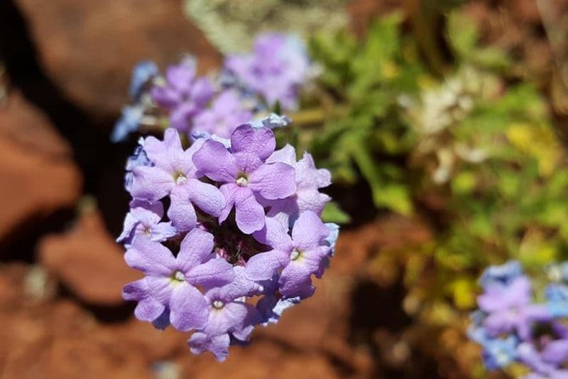 Visite privée de 3 heures de photographie métaphysique à Sedona