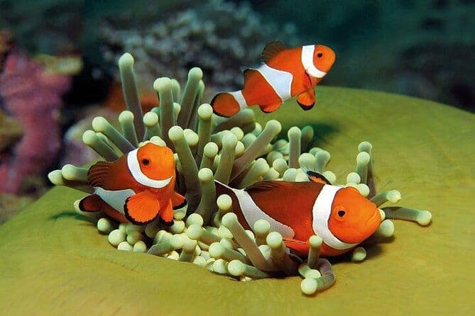 Aquarium de Palma avec transfert