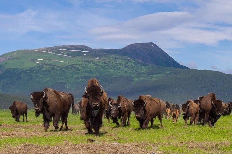 Billet Centre de la faune avec déjeuner et dégustation de bières locales - Hiver et été