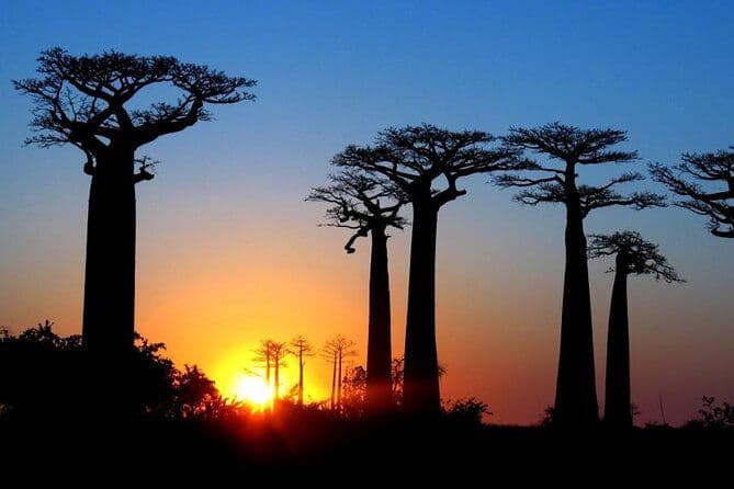 7 jours de safari Baobab en roadtrip