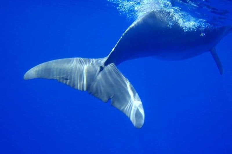 Observation des baleines avec prise en charge et retour à l'hôtel