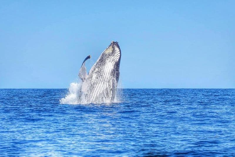 Nager avec les dauphins sauvages et observer les baleines avec le transport