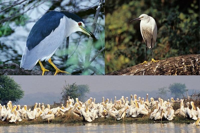Excursion de 5 jours en triangle d'or avec le refuge d'oiseaux de Bharatpur