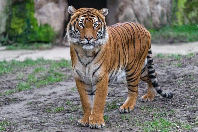 Billet d'entrée au zoo de Prague comprenant le transfert aller-retour