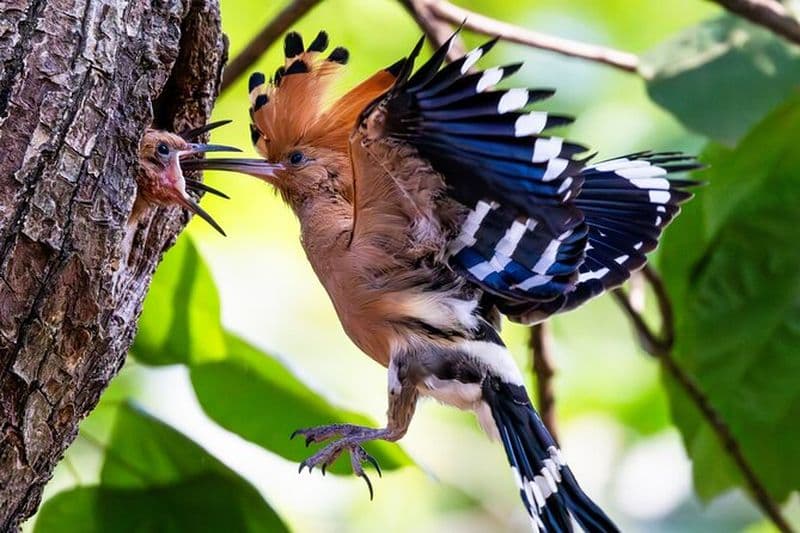 Visite des oiseaux du parc national de Phnom Penh & Kirirom