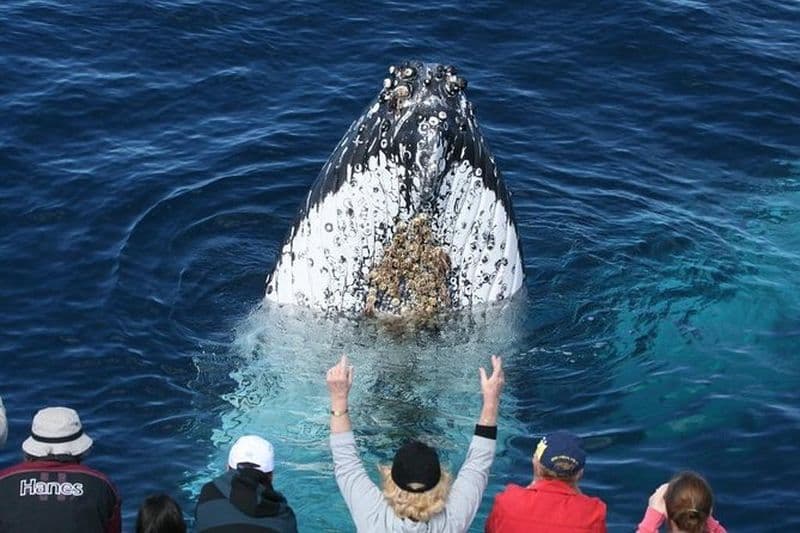 Billet Excursion d'observation des baleines avec Spirit of Gold Coast
