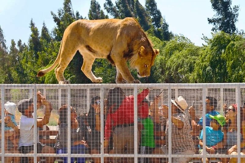 Billet Safari Park, expérience sauvage