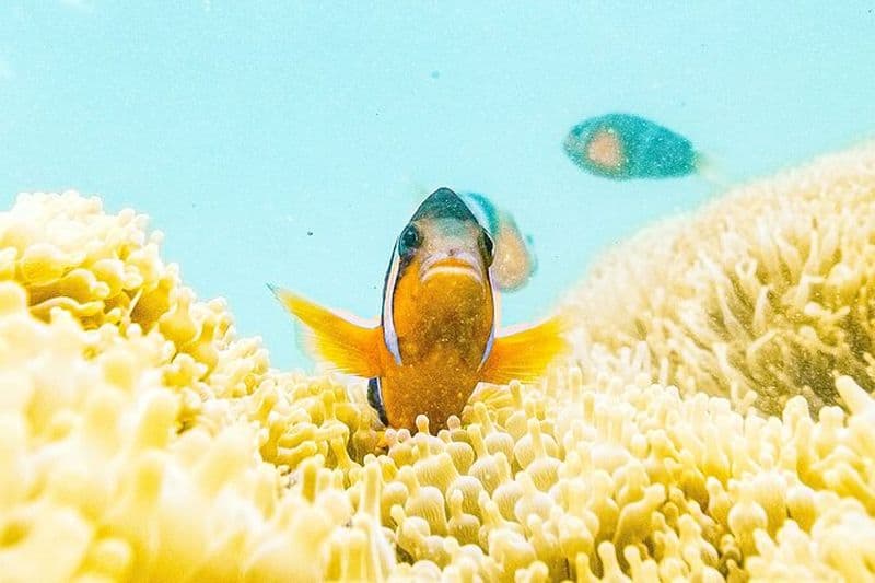 Nemo Clownfish Storm Snorkeling Tour à Hong Kong