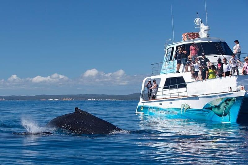Croisière d'observation des baleines Hervey Bay Premium