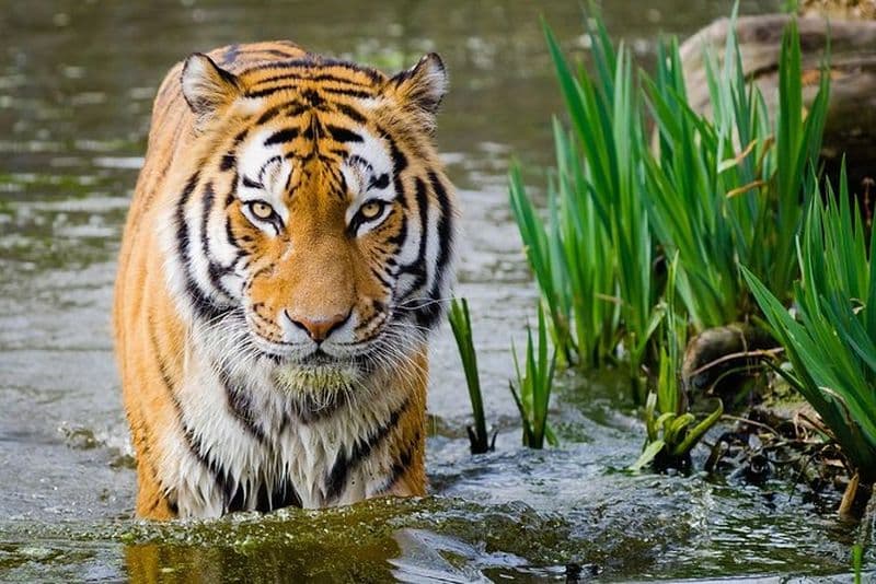 Triangle d'or de 4 jours avec safari au tigre de Ranthambore au départ de Delhi