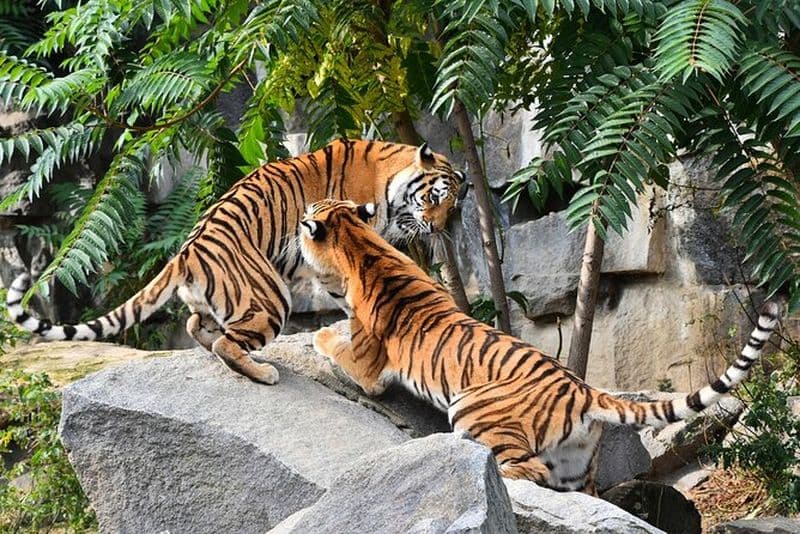 Excursion de 7 jours en triangle d'or avec faune-Taj Mahal Tigres et oiseaux