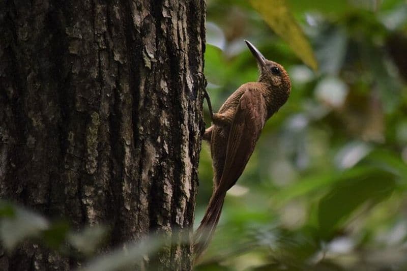 Visite guidée privée d'observation des oiseaux dans la réserve naturelle de TOH