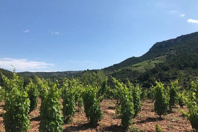 De Salou: dégustation de vins aux Vignobles avec hôtel Pickup