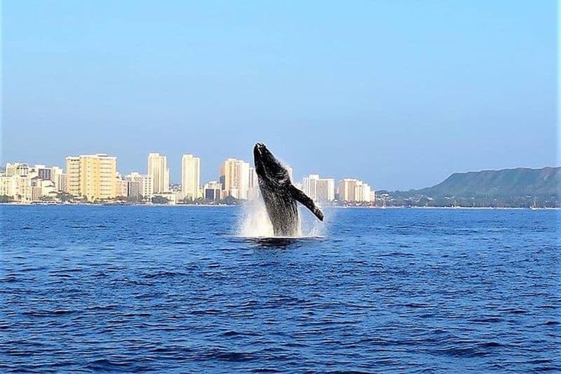 Sunset Whale Watch à Waikiki, Baleines garanties ou retour gratuit