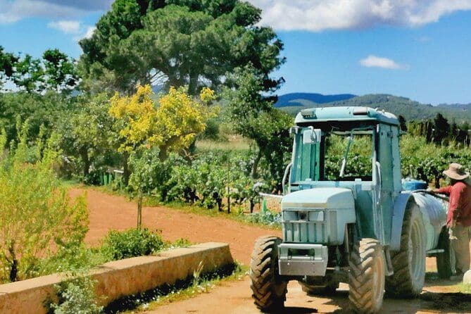 Visite privée de dégustation de vin d'Ibiza