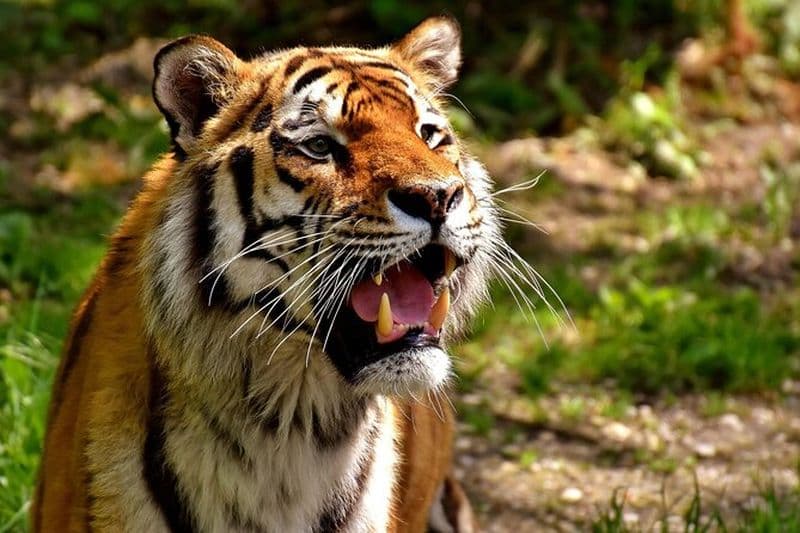 Excursion de 5 jours à Delhi, Agra, Jaipur et Ranthambhore Tiger Safari