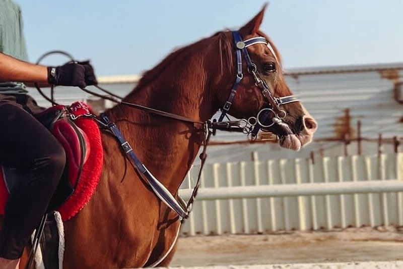 Expérience privée d'équitation et de chameau à Doha