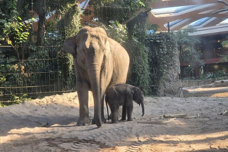 Visite du zoo de Zurich avec transport inclus