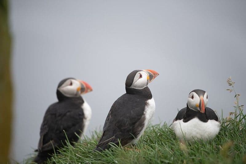 Billet Mykines Randonnée privée et aventure touristique