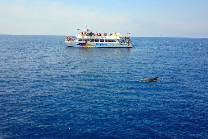 Billet Observation des dauphins à Majorque