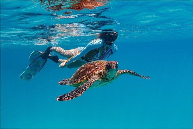 Une visite privée des tortues à Rarotonga avec photographie et transferts