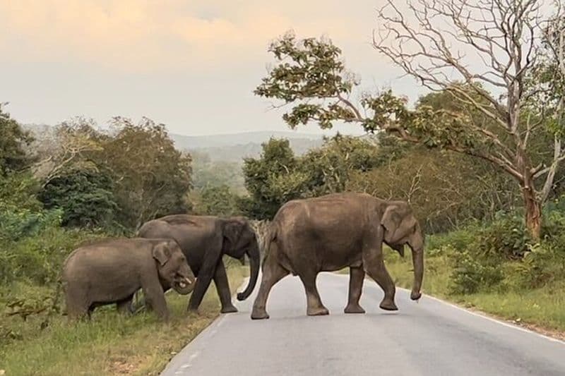 Safari Bandipur de 2 jours et visite du palais de Mysore