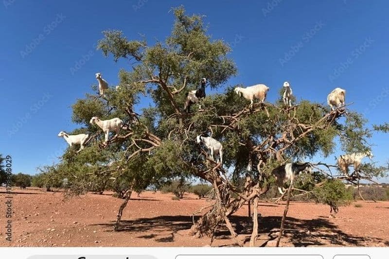 Visite privée d'Agadir avec ramassage du bateau de croisière