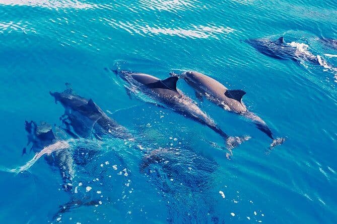 Billet Nagez avec les dauphins sur la côte ouest d'Oahu