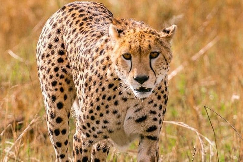 Billet Safari de 4 jours en croisière au Masai Mara et au lac Nakuru