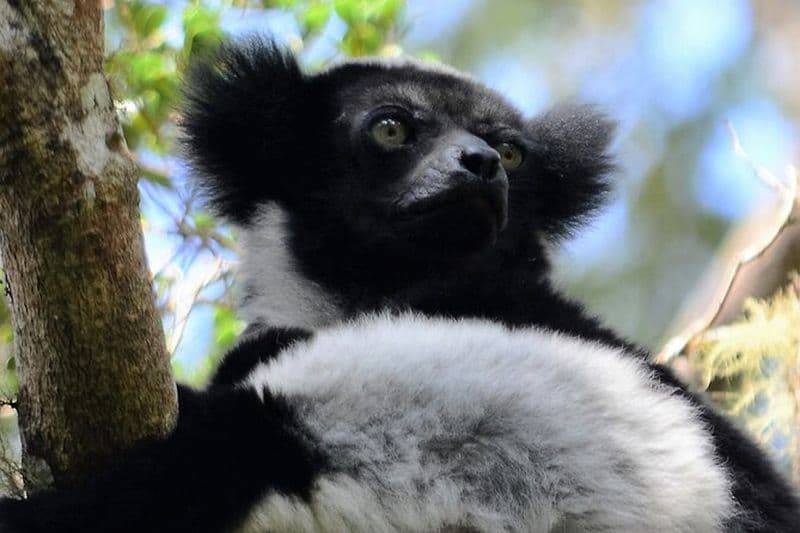 Billet Excursion privée d'une journée en 4x4 au parc national d'Andasibe